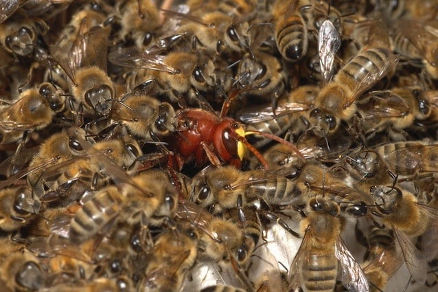Gli insetti sociali hanno il cervello meno sviluppato di quelli solitari