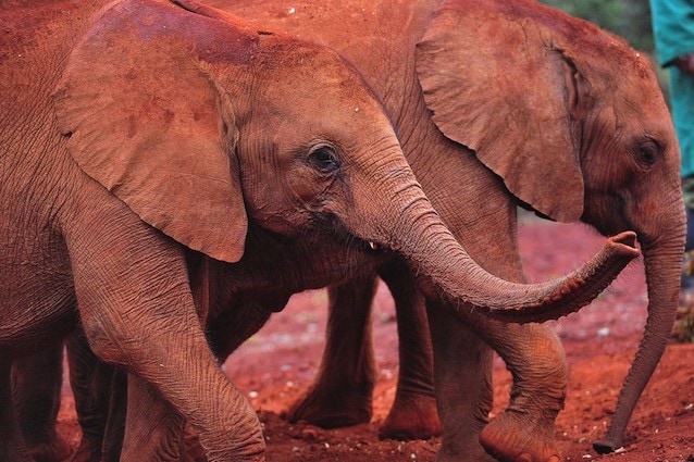 Si allontanano dall’estinzione gli elefanti rossi africani del Kenya