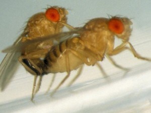 Due moscerini della frutta durante un accoppiamento. E’ su esemplari simili che è stata condotta la ricerca.