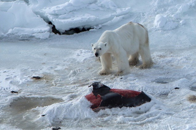 Un orso polare mentre si nutre della carcassa di un delfino