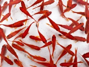 I pesci rossi non devono essere gettati nello scarico