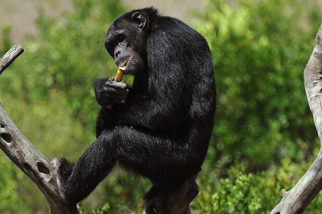 Gli scimpanzé in Guinea si ubriacano con il vino di palma