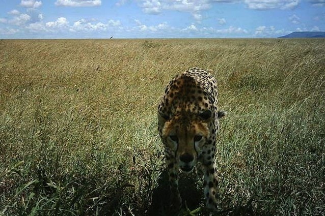 Un ghepardo del Parco Nazionale del Serengeti