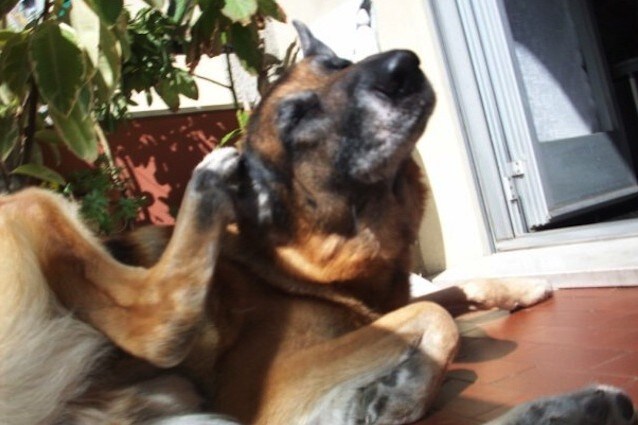 Il cane anziano ha necessità specifiche