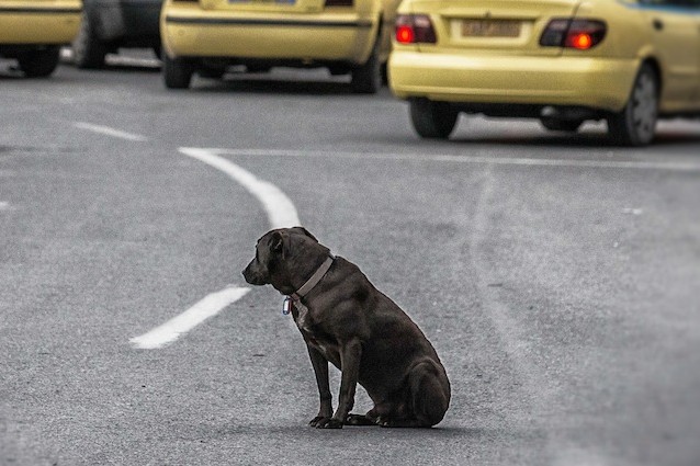 Giornata ENPA contro l’abbandono di cani, gatti e animali domestici