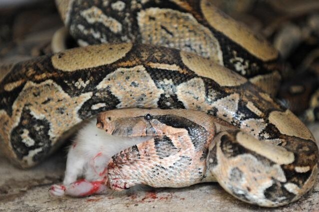 Scoperto come il Boa Constrictor uccide le sue prede