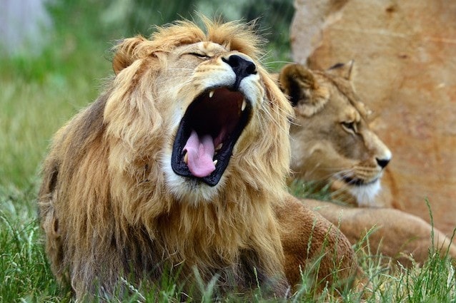 La morte del leone Cecil ha conseguenze sui suoi figli