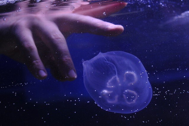 Rimedi contro le punture delle meduse