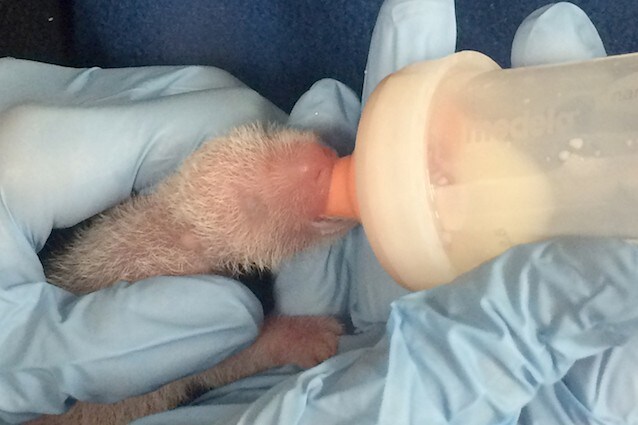 Cucciolo di panda gigante