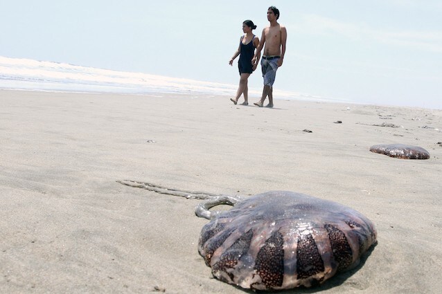 Dal canale di Suez in arrivo una medusa pericolosa