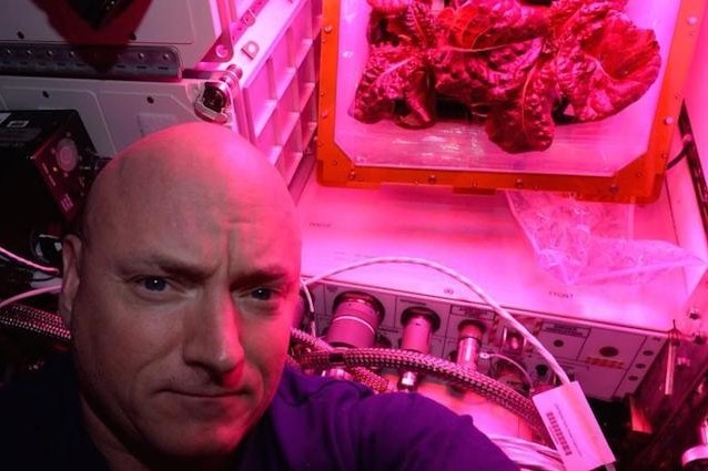 Lattuga romana coltivata a bordo della Stazione Spaziale Internazionale