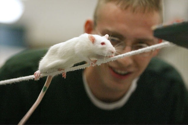 I topi da laboratorio super intelligenti