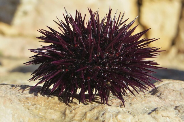 La nanoparticelle e i ricci di mare