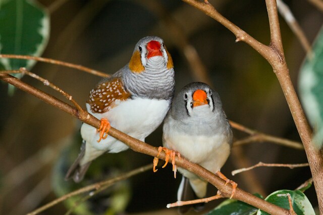 Due esemplari di diamantini