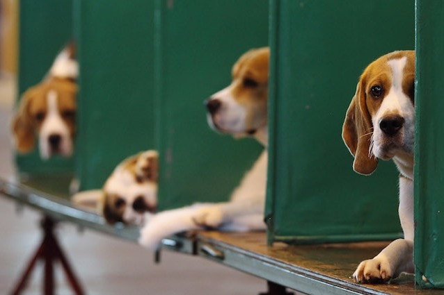 Beagle e sperimentazione