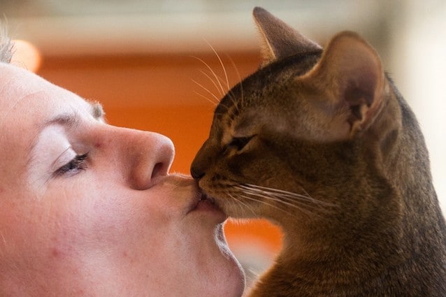I gatti sono animali indipendenti