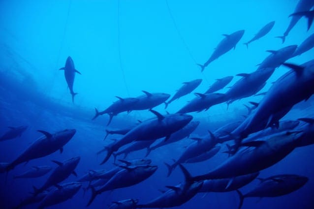 Strage degli oceani