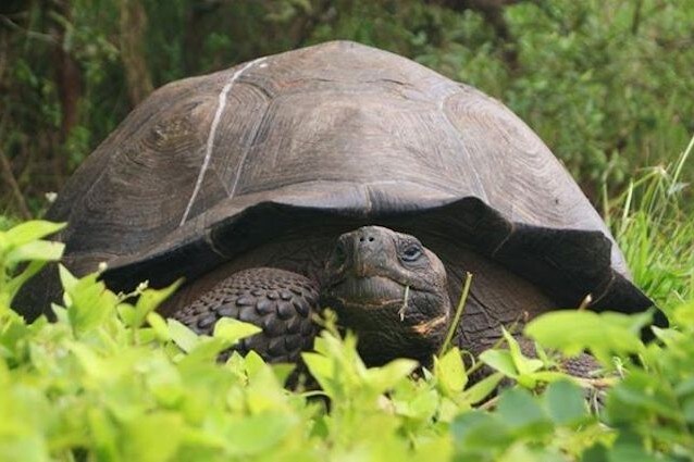 Chelonoidis donfaustoi tartaruga gigante