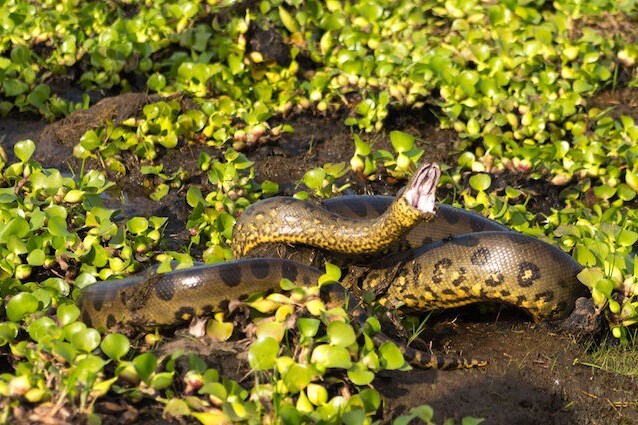 Anaconda