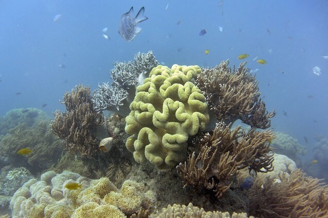 Barriera Corallina