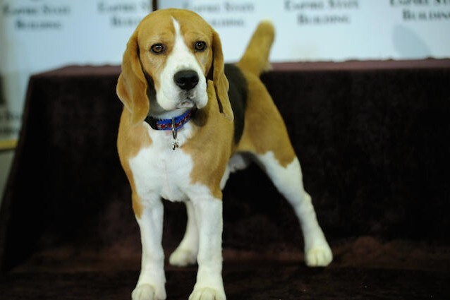 Beagle super muscolosi modificati geneticamente