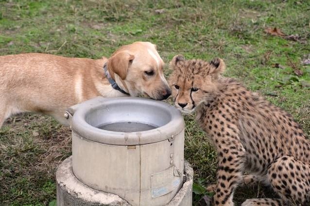 Cani e ghepardi insieme negli zoo