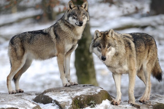 La fauna selvatica di Chernobyl