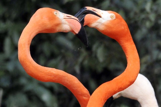 Contraccettivo per animali