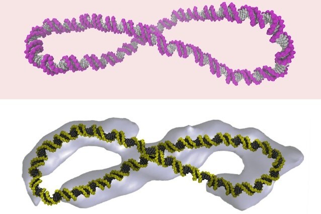 Le forme del DNA