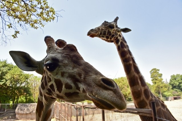 Giraffe e collo lungo