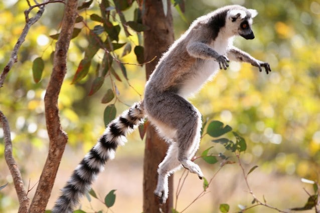 Lemuri in Madagascar