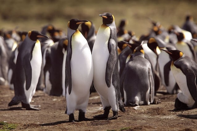 Pinguini reali
