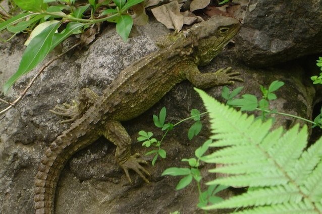 Tuatara