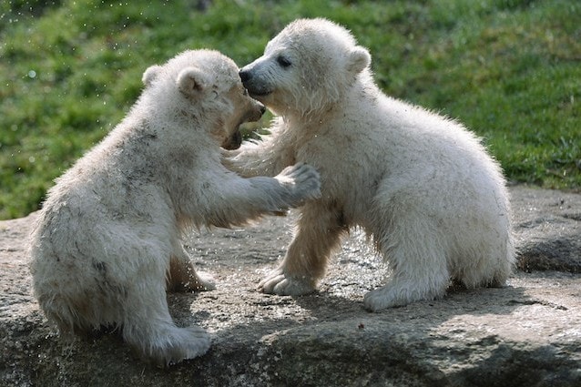 Orso polare
