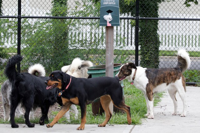 I ricercatori italiani dimostrano il contagio emozionale tra cani