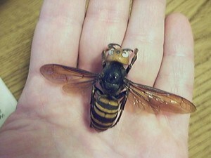 Vespa mandarinia in rapporto con le dimensioni di una mano. Credit: Wikipedia.