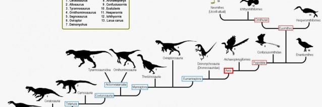 La discendenza degli uccelli a partire dai dinosauri.