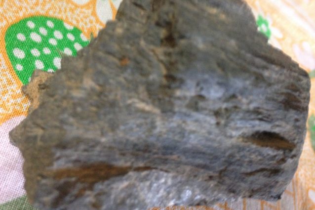 Frammento di legno fossile rinvenuto in Sardegna.