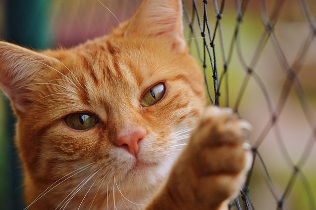 cat-1044750_640