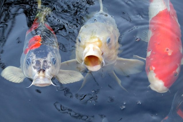 koi2
