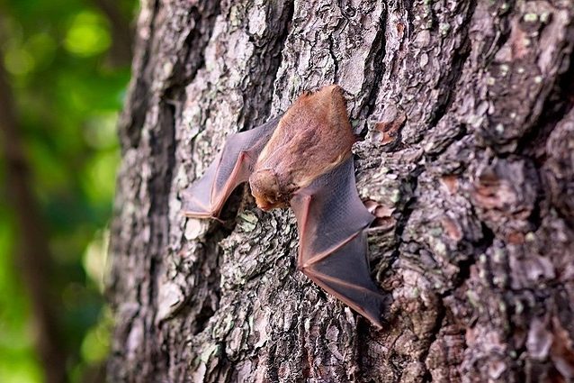 bat-1695186_640