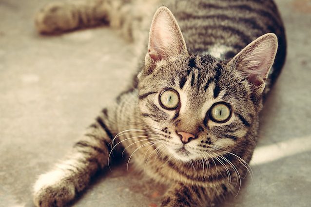 In Australia Stanno Per Uccidere Due Milioni Di Gatti Ecco Perché