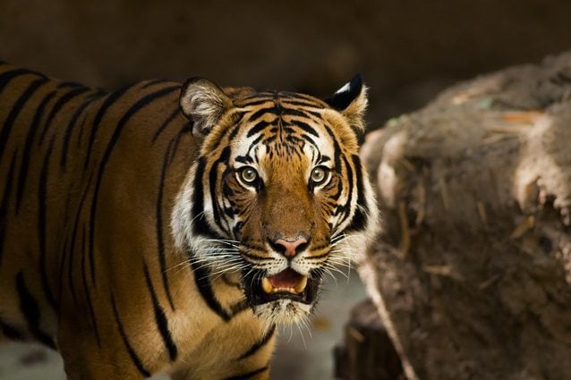 siberian-tiger-1209680_640