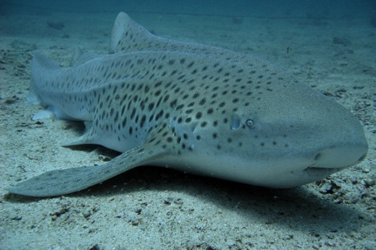 Quando il maschio non serve, lo