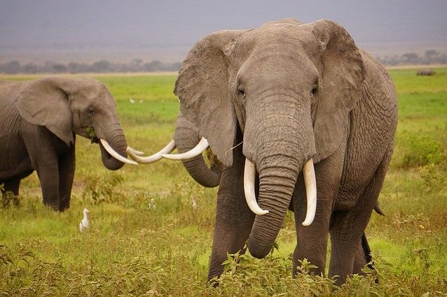 wild-elephants-1724217_640