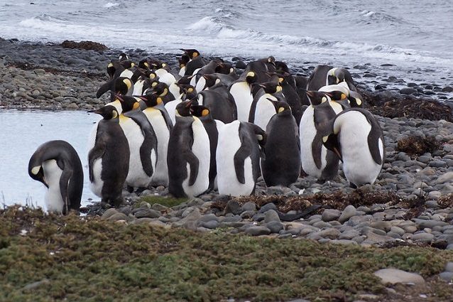 Kerguelen