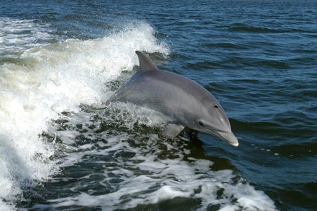 delfino