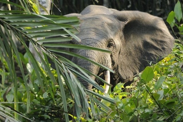 Forest_elephant 2