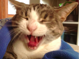 gatto