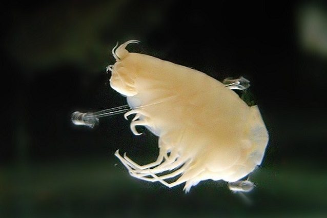 Hirondellea_gigascover